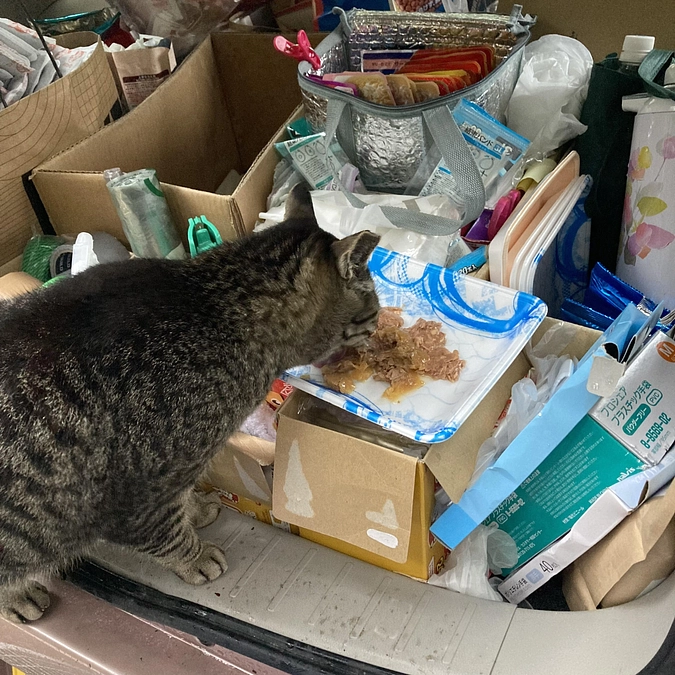 丹波市多頭崩壊現場の猫たち