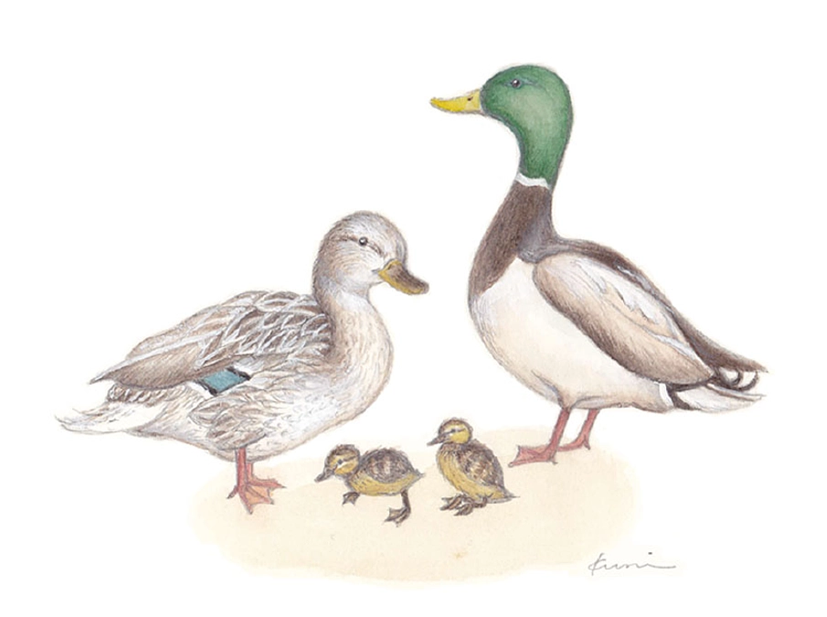 鳥の本とスポーツジム