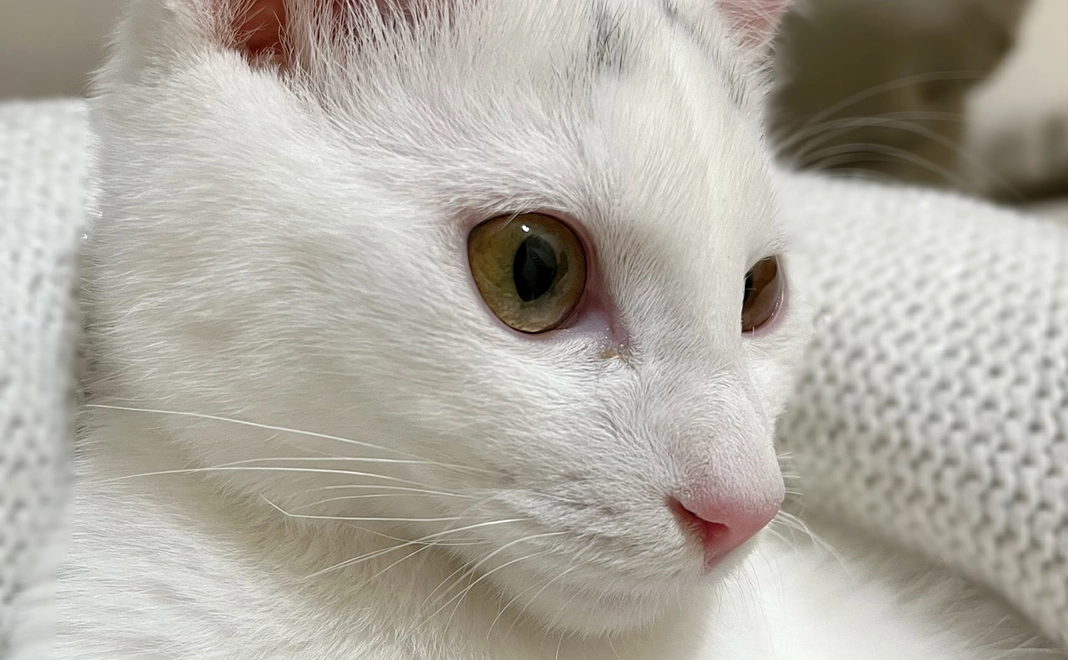 ハク応援1,000円