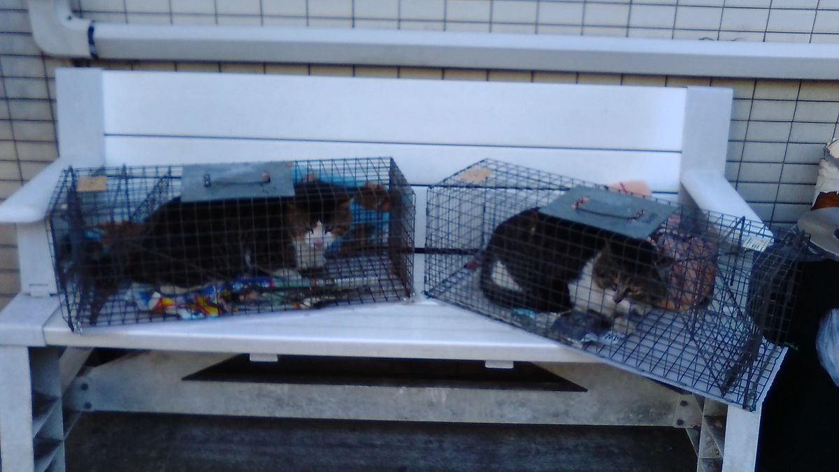 捕獲に最適の季節到来！！