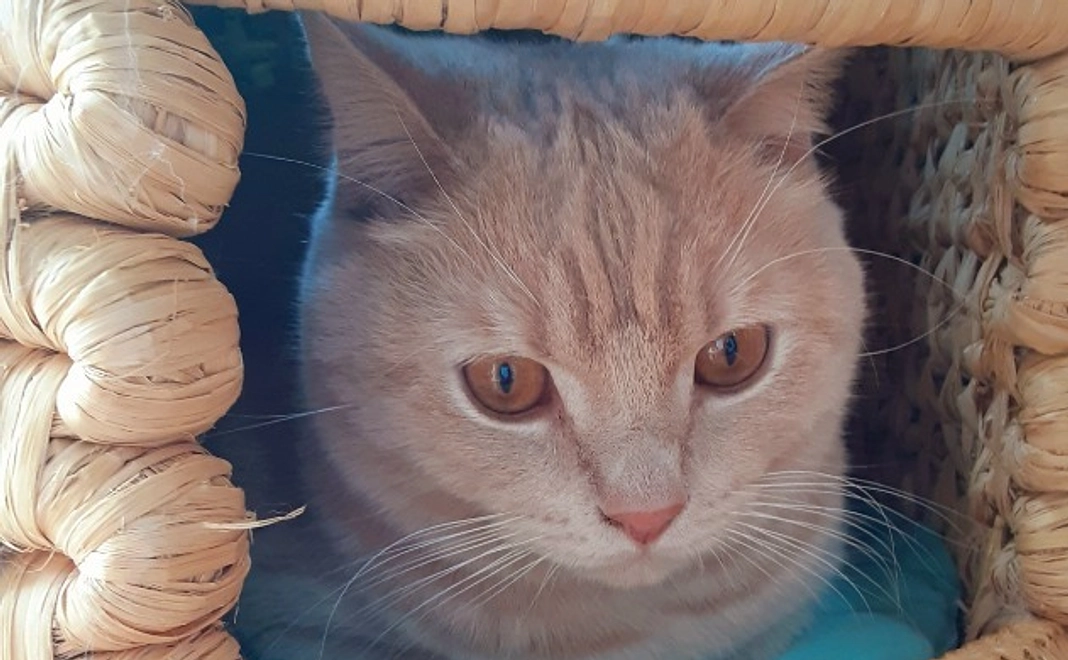 猫カフェちぐら応援コース