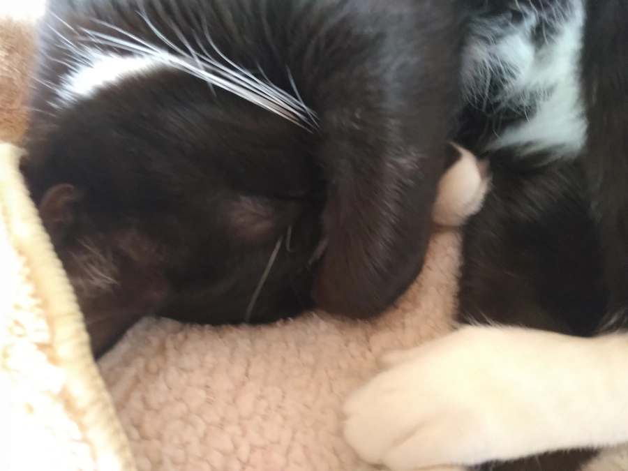 3/17はなちゃんの様子