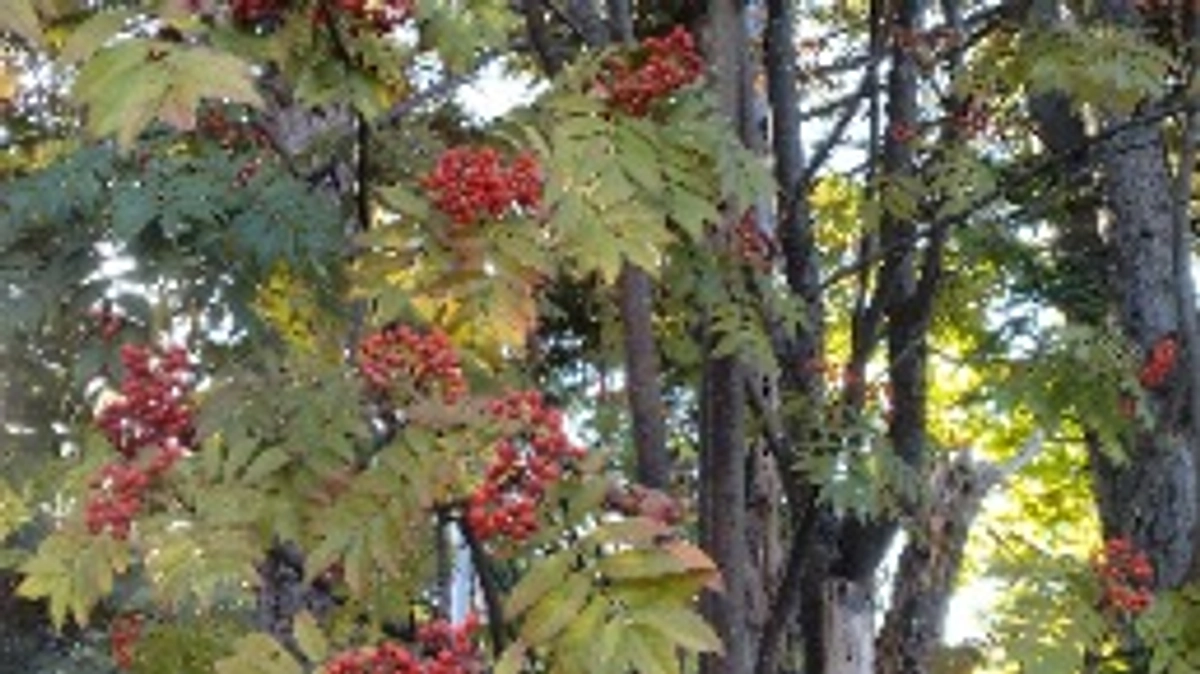 秋が近づいて来ました。