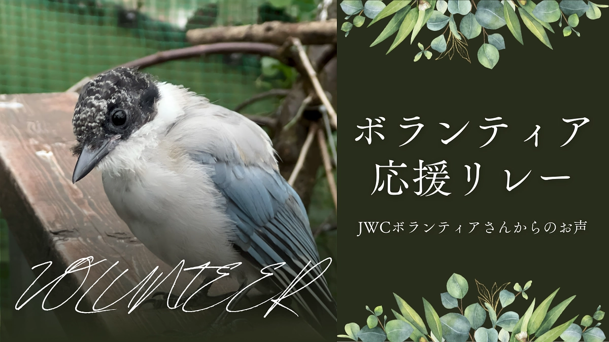 ボランティア応援リレーVol4「あいさん」