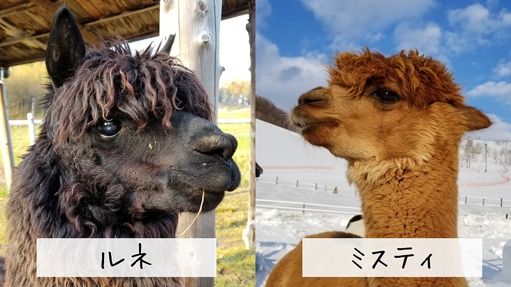 ビバアルパカ牧場｜皆様とアルパカ達の憩いの場を、より快適な環境へ 6枚目