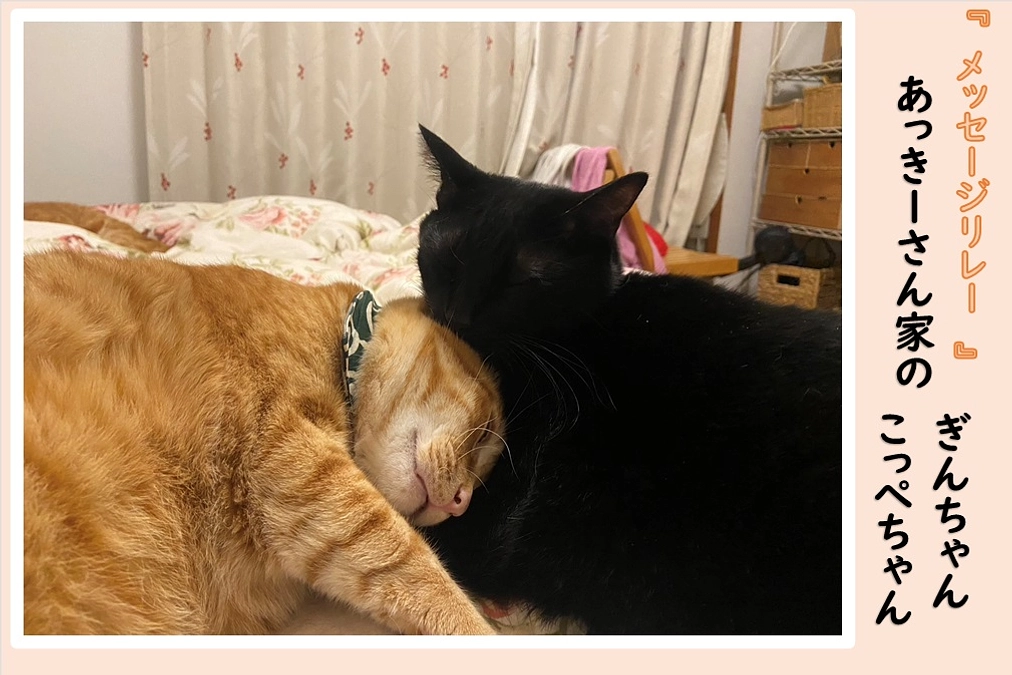 【里親さんメッセージリレーVol.1】あっきーさん家の『ぎんちゃんとこっぺちゃん』
