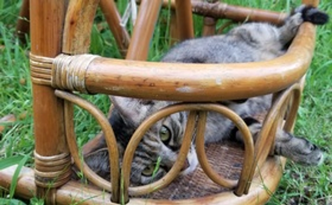 全額応援 にゃあを探しだすためご協力お願いします。