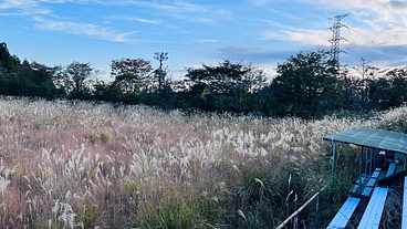 コロナ禍で使用されなくなってススキだらけの野球場の復活プロジェクト のトップ画像