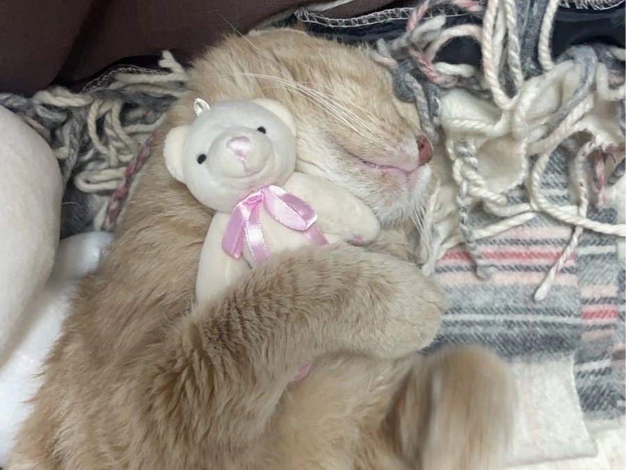 【残り22日】皆様のおかげで達成率約27%