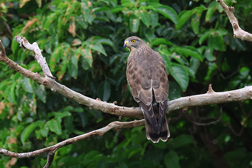 【リターンのご紹介】サシバの写真