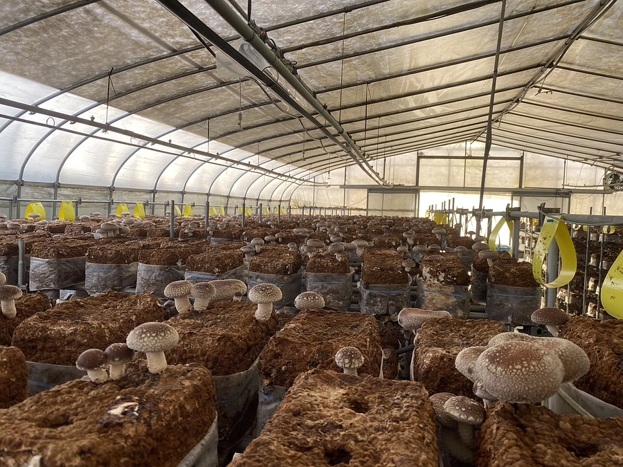 リターン商品の発送を開始します