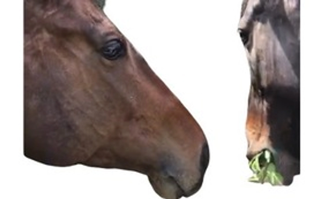 ◆感謝の手紙　◆ポストカード(2枚)　◆寄付金領収書　◆馬術部HPに寄付者のお名前を記載