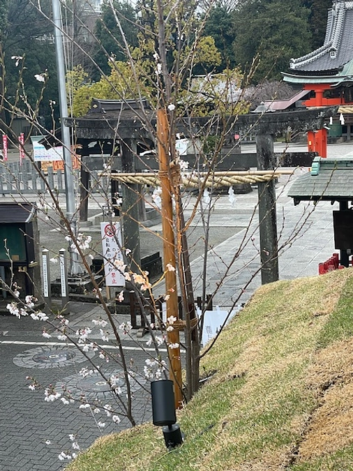 門前茶屋「箭弓の森」の記事が朝日新聞に載りました。