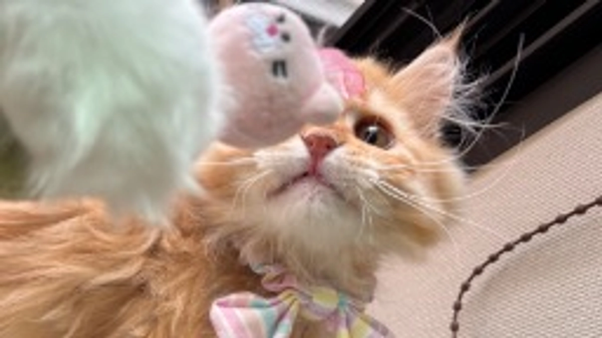 ありがとうございます