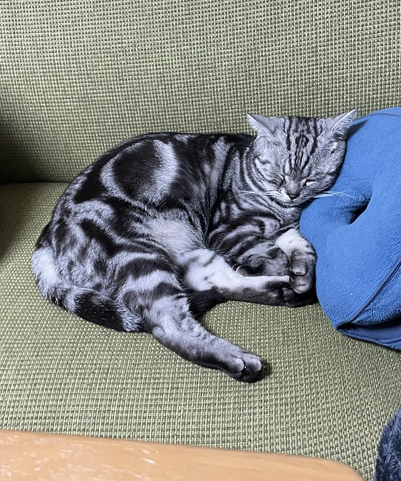 本日の銀時(投薬72日目)