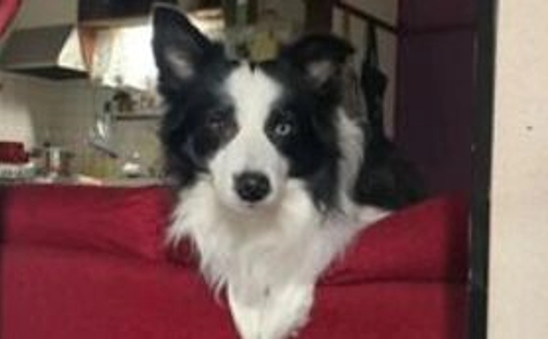 チョッパー君を救ってください 1