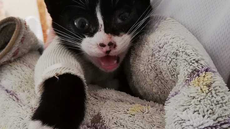 保護した子猫が開放骨折のため断脚手術 　ご支援お願いします