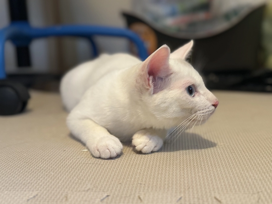 少し食欲が回復！