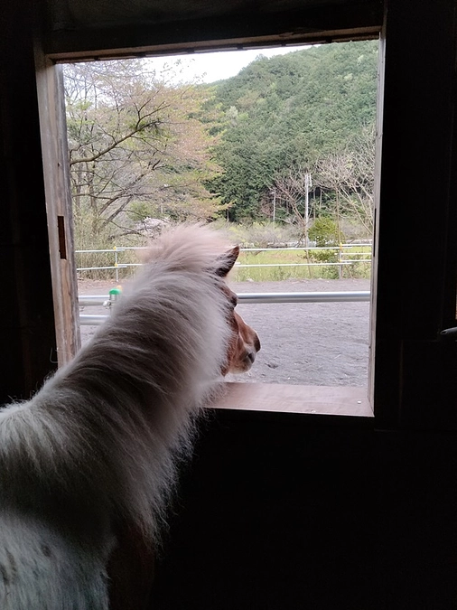 パインちゃんの部屋に窓を！大作戦（続報）