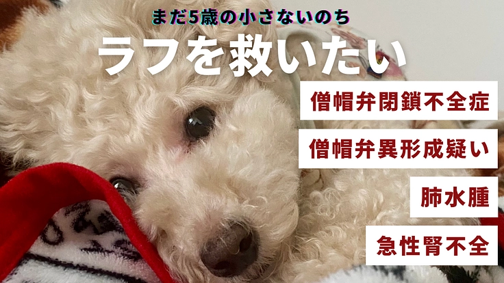 【5歳の我が子を救いたい】僧帽弁形成手術へのご支援をお願いします