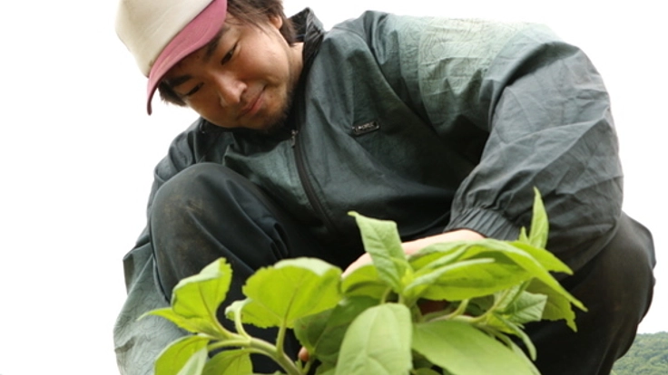 天然のインスリンと呼ばれる菊芋を、北海道仁木町で栽培したい！