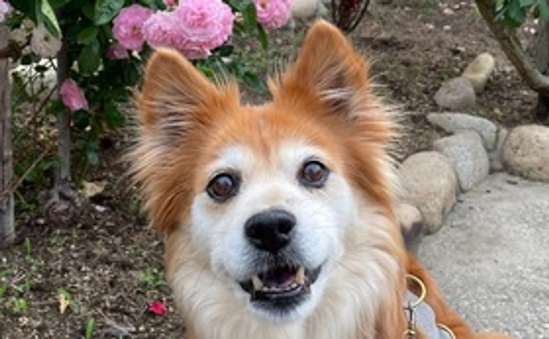 マーヤの笑顔を応援2