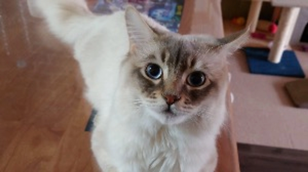 プロジェクト達成できました。