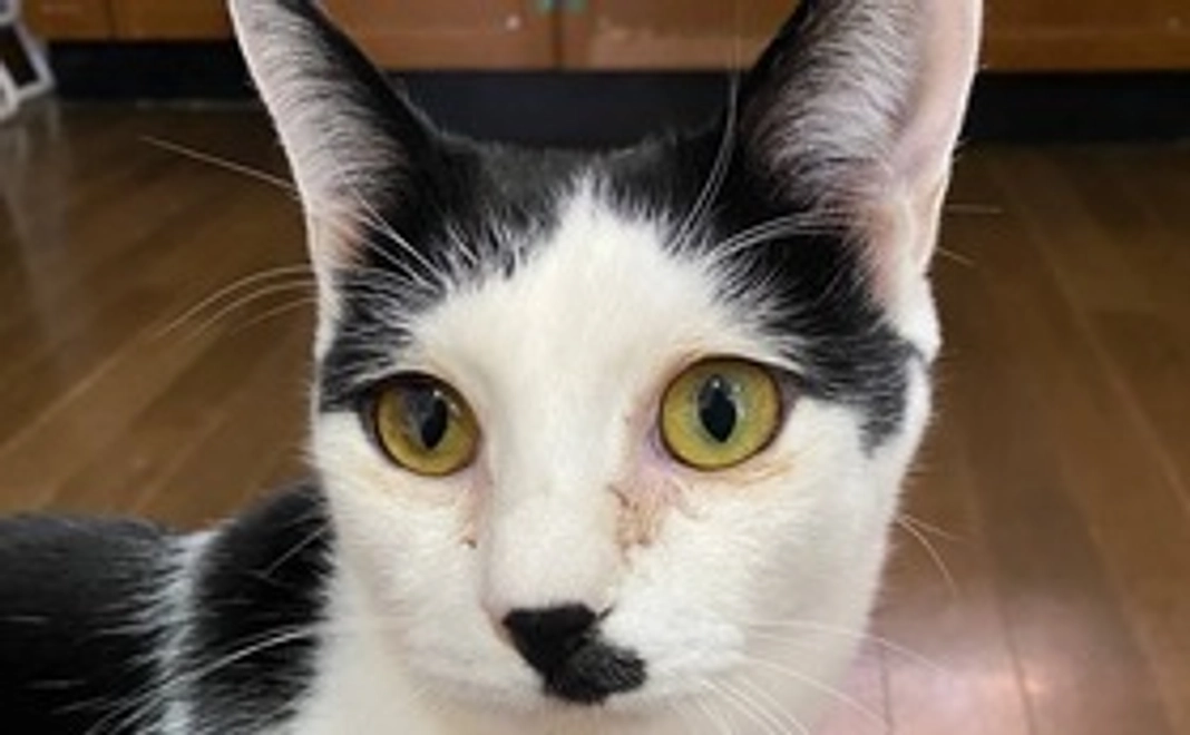 野良猫かぞく【ともだち】1,000円コース