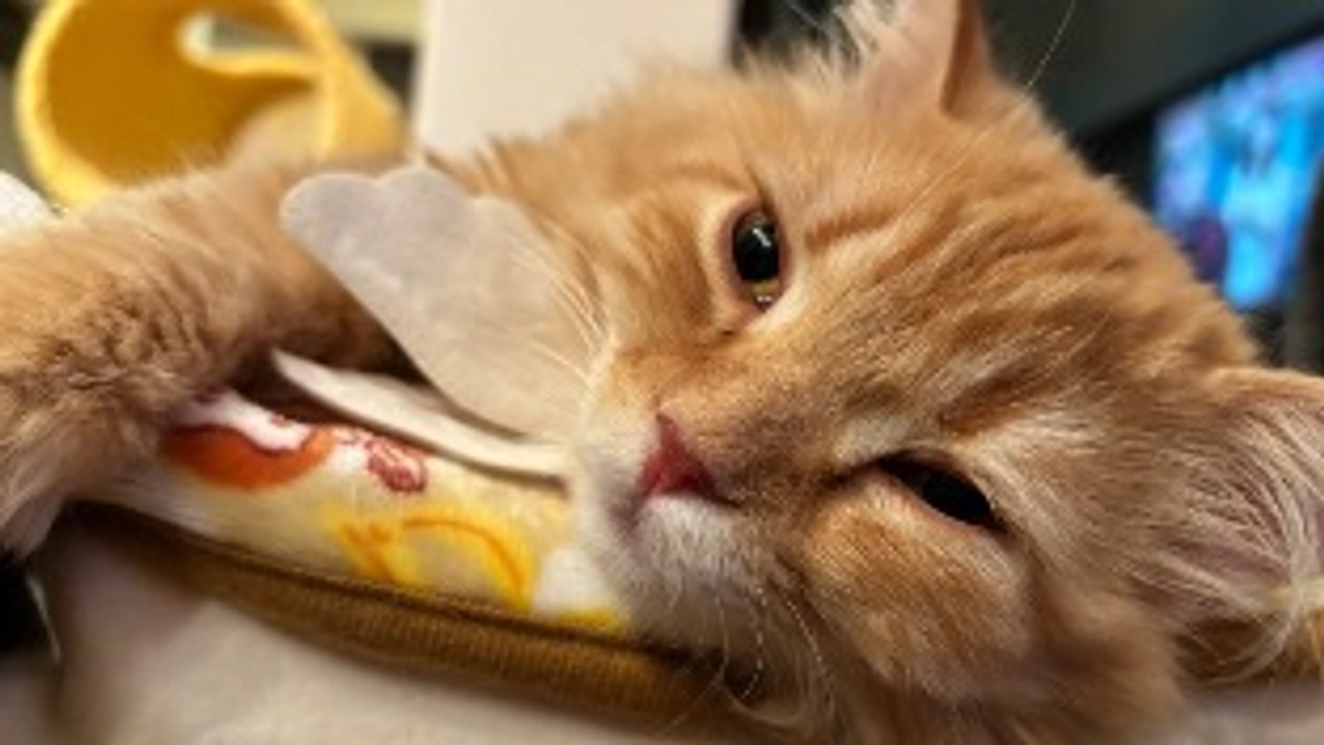 ありがとうございます