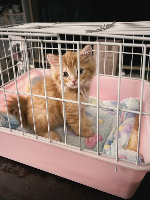 金太郎の治療費支援募集への最後の想いです。