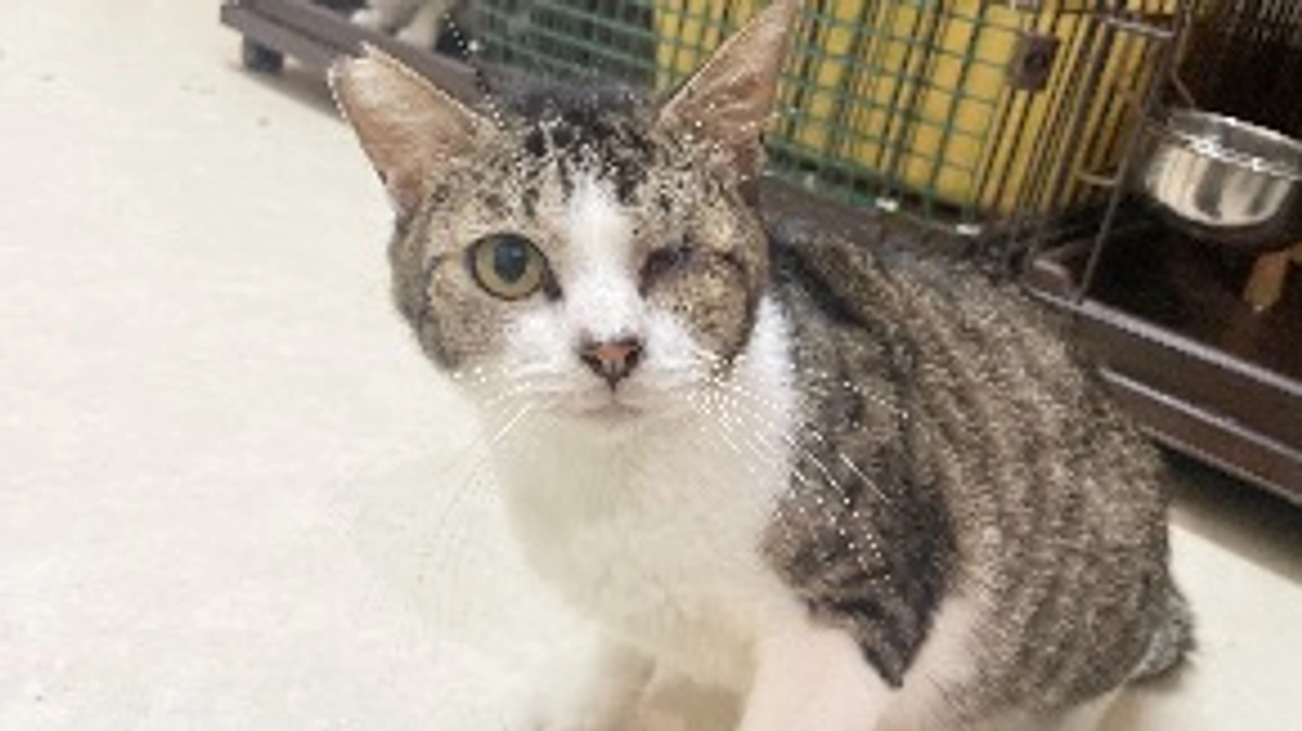 治せる病気になったＦＩＰを寿命にさせたくない