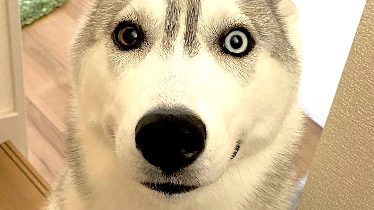 人と犬が一緒に安心して食べられる無添加のおやつを届けたい!