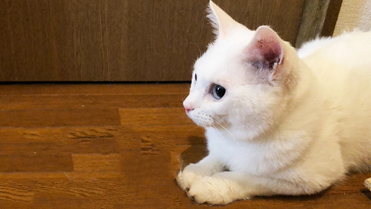 FIP (猫伝染性腹膜炎) 治療継続のため、力をお貸しください！