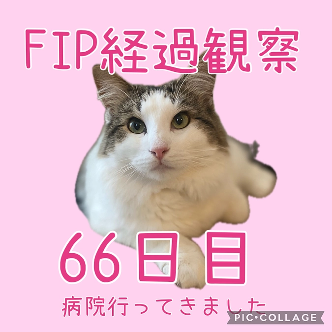 2回目の経過観察検査へ行ってきました🐈