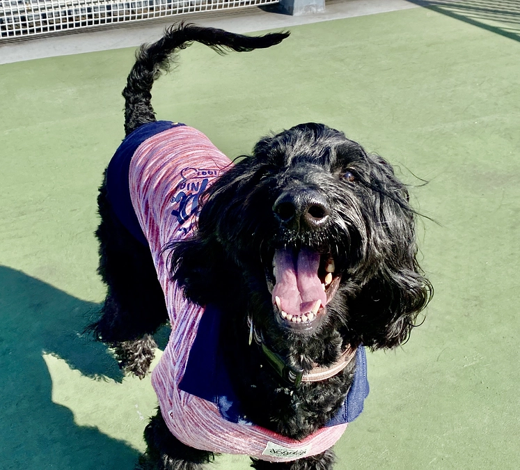 にくきゅうバランスディスクについて