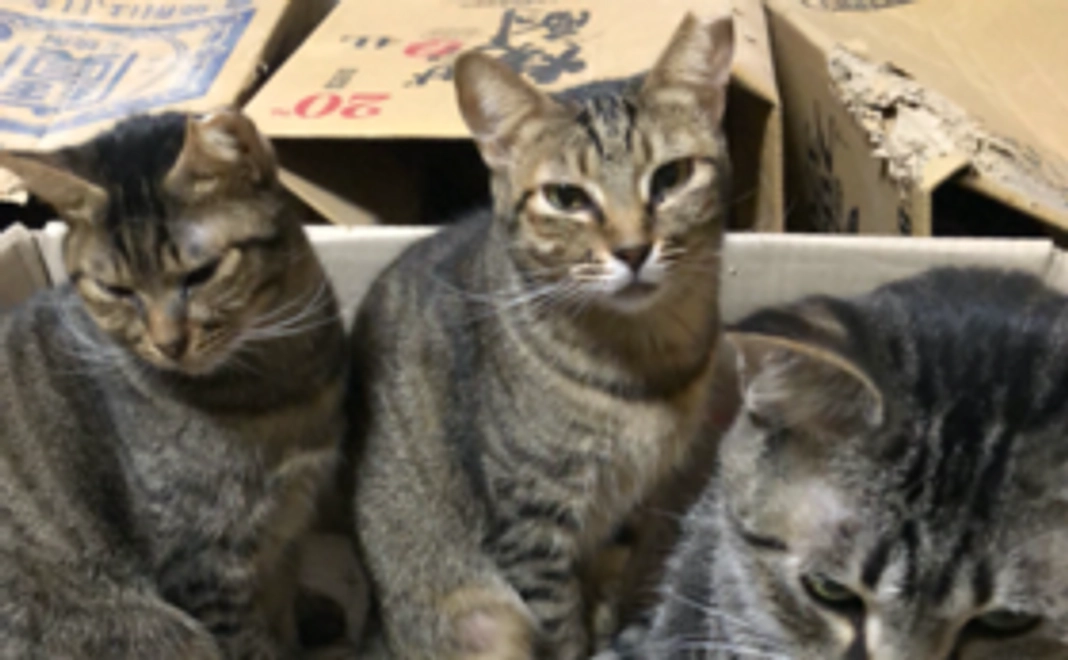 感謝のメール、状況報告致します