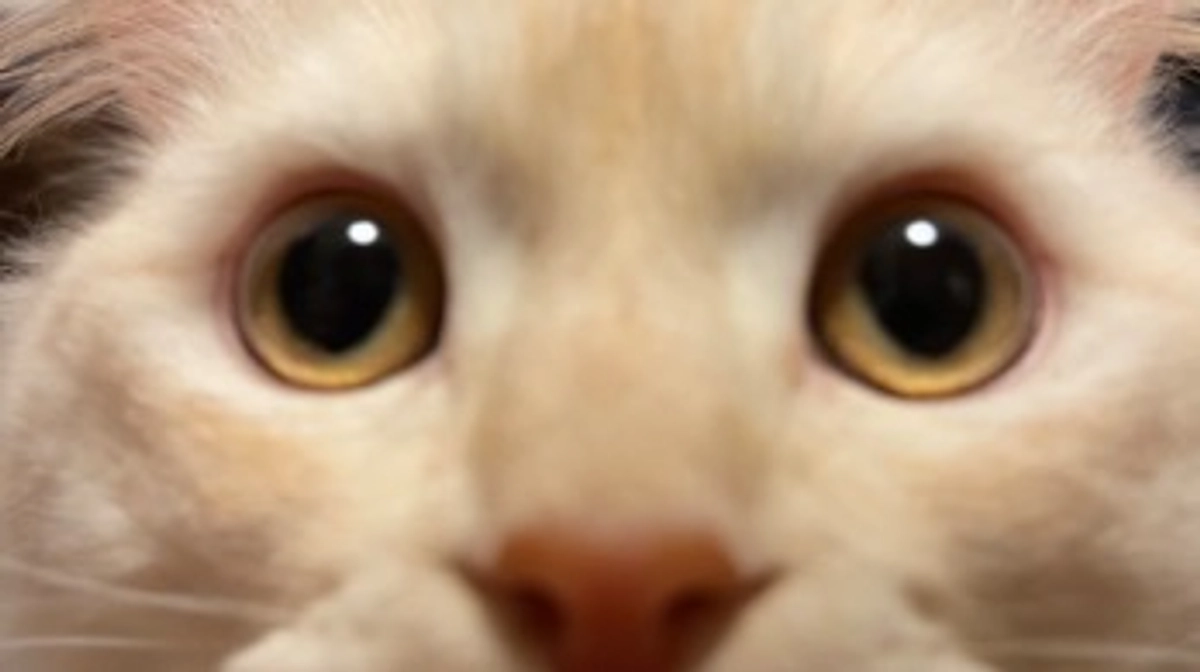 今日のトキ☀️🍃