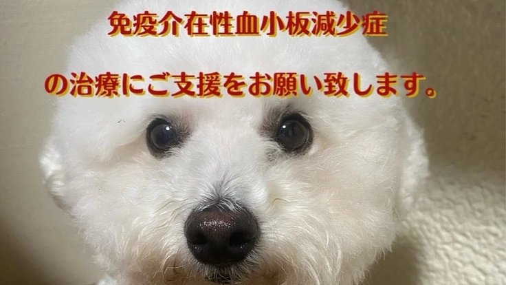 免疫介在性血小板減少症の治療にご支援をお願い致します。
