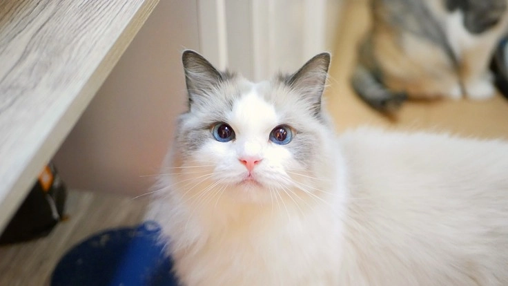 鼻腔内腫瘍（癌）に弱っていく家族猫うりまるをどうか助けてください