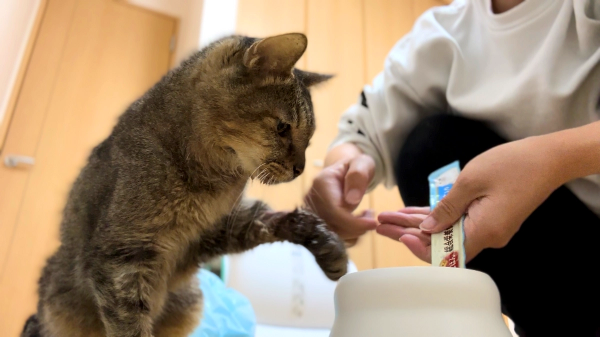 幸せをつかんだジョーくん／継続支援についての残念なお知らせ