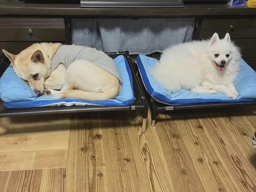 ページ訪問者500人を超えました。里親さまの投稿より。生きている長さって。