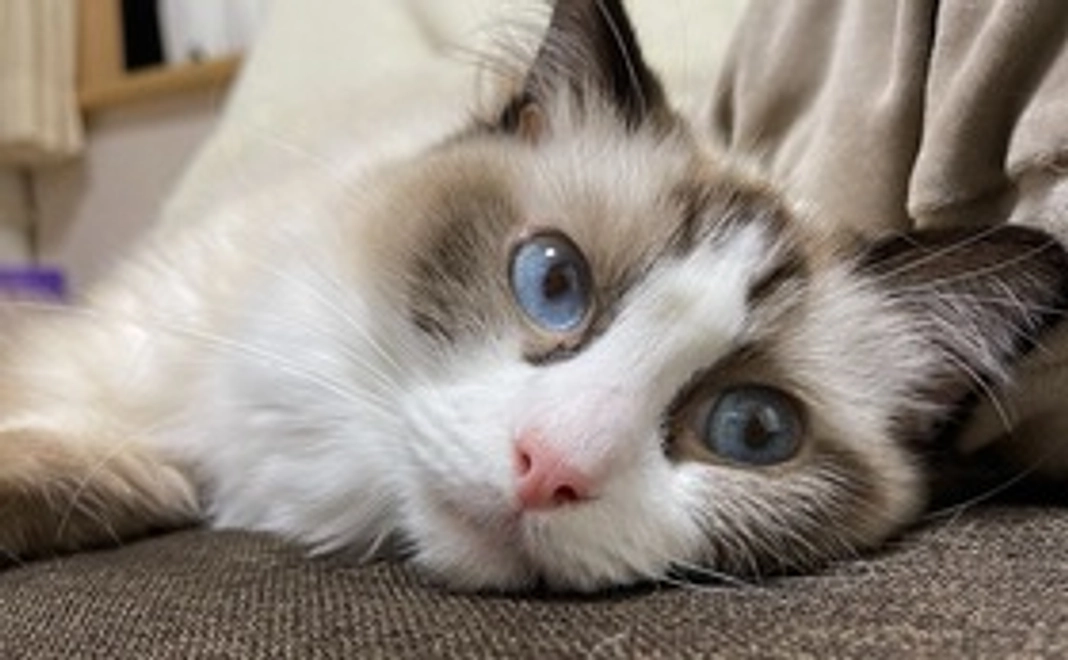 1,000円全額応援コース