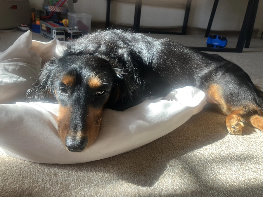 闘病記録【退院後、安静と介護の毎日】