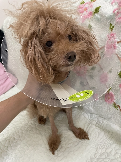 うーちゃん退院