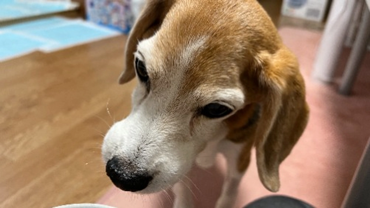 11/2 ちびっこが食べ物に興味を示してキッチンに来てくれました♪