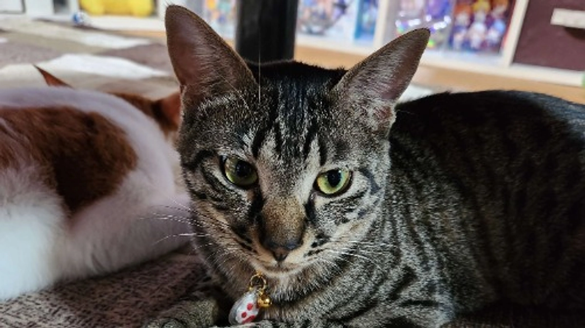 楓日記(10月12日)クラウドファンディング終了まで残り８日💦