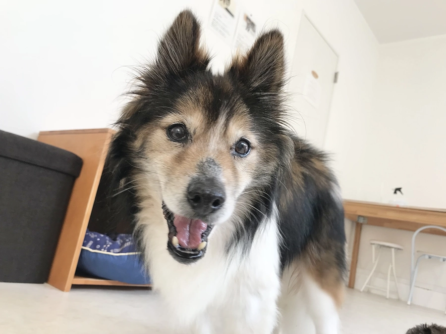 殺処分状況の変化≪R元年→R5年度≫いわき市