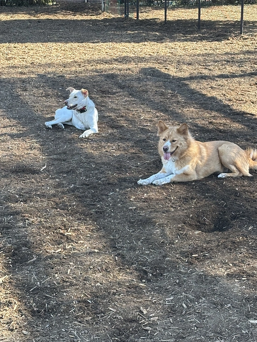 保護っ子達を連れてドッグラン