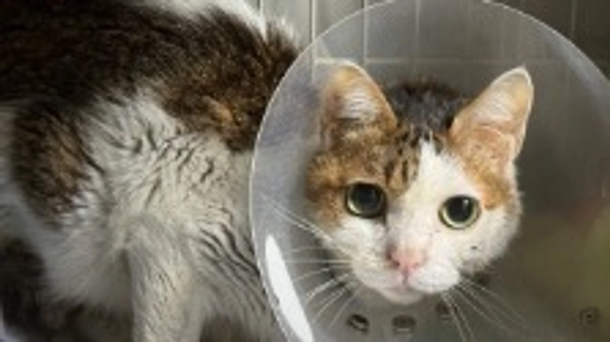 達成から経過のご報告と入院室の子たちです