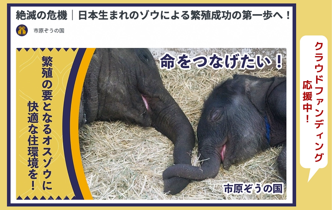 7/12まで！市原ぞうの国さん｜ゾウのお家を作るクラウドファンディング応援中！